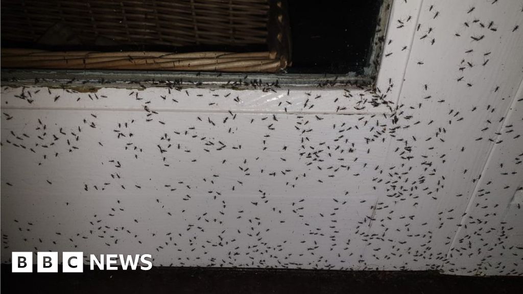 Uckfield residents 'bombarded' by flies from sewage works - BBC News