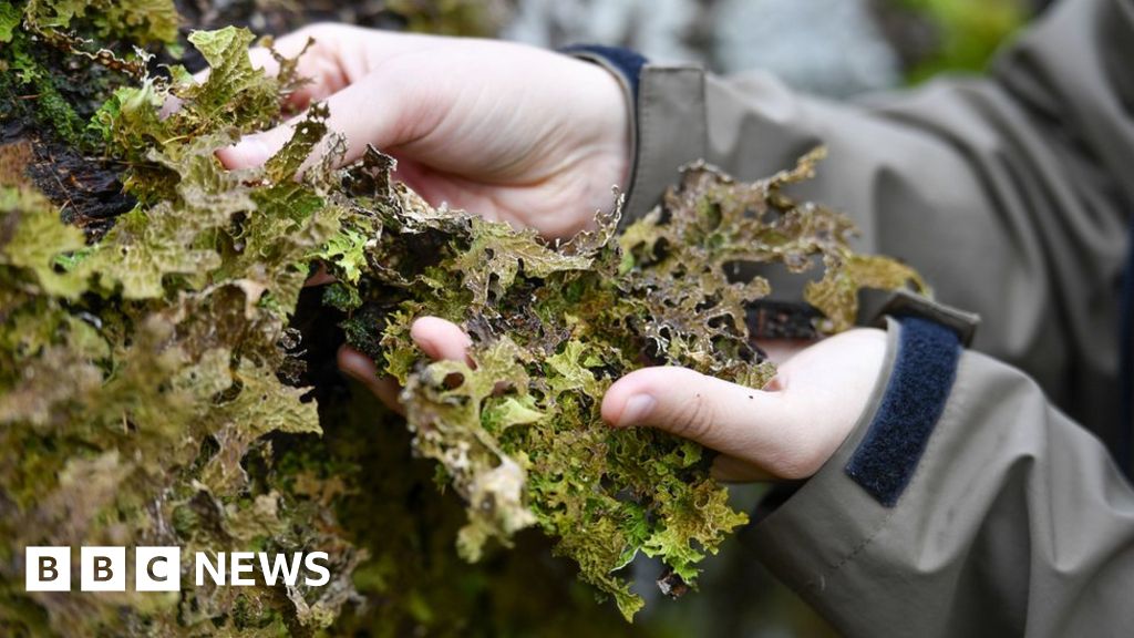 Торнадо в тупело и гейнсвилле в 1936. Blown down trees. Деревья в штате миссури. Blown down trees. Blown down trees.