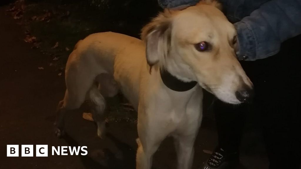 Search under way for owners of stolen Southampton dog - BBC News