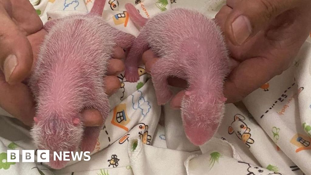 Large panda twins born to oldest first time mum in Hong Kong