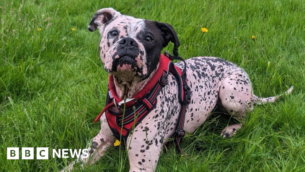 Bald dog finds fur-ever home after year in kennels