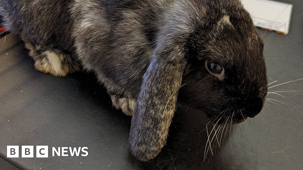 Derby Appeal after abandoned pet rabbits 'flung' out of car BBC News
