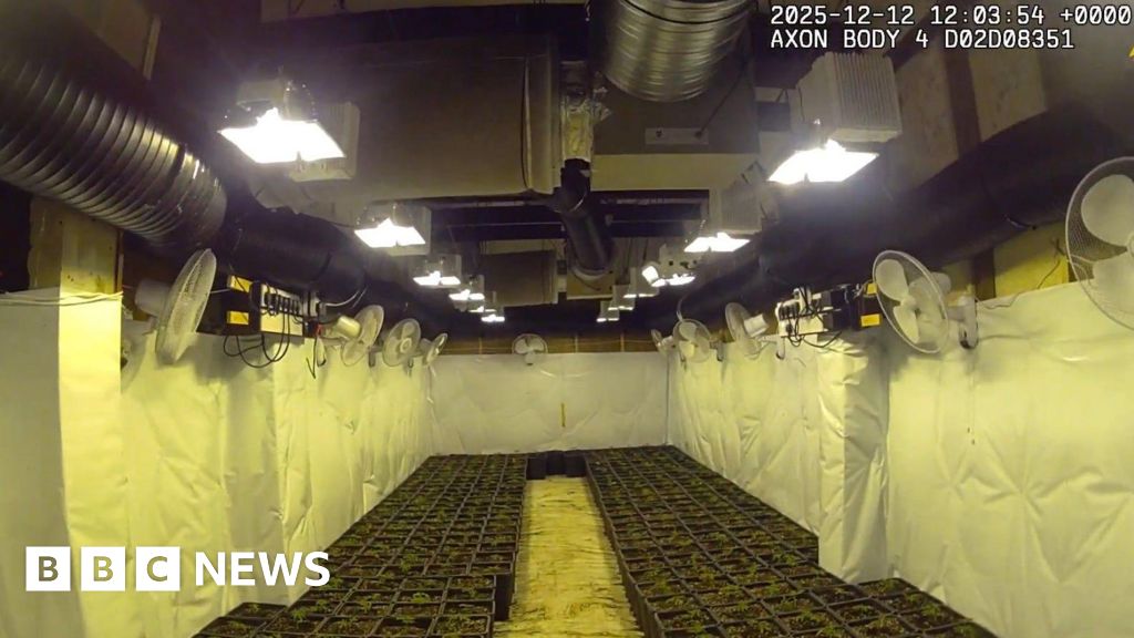 Heywood police arrest man watering £1m cannabis farm | Manchester News