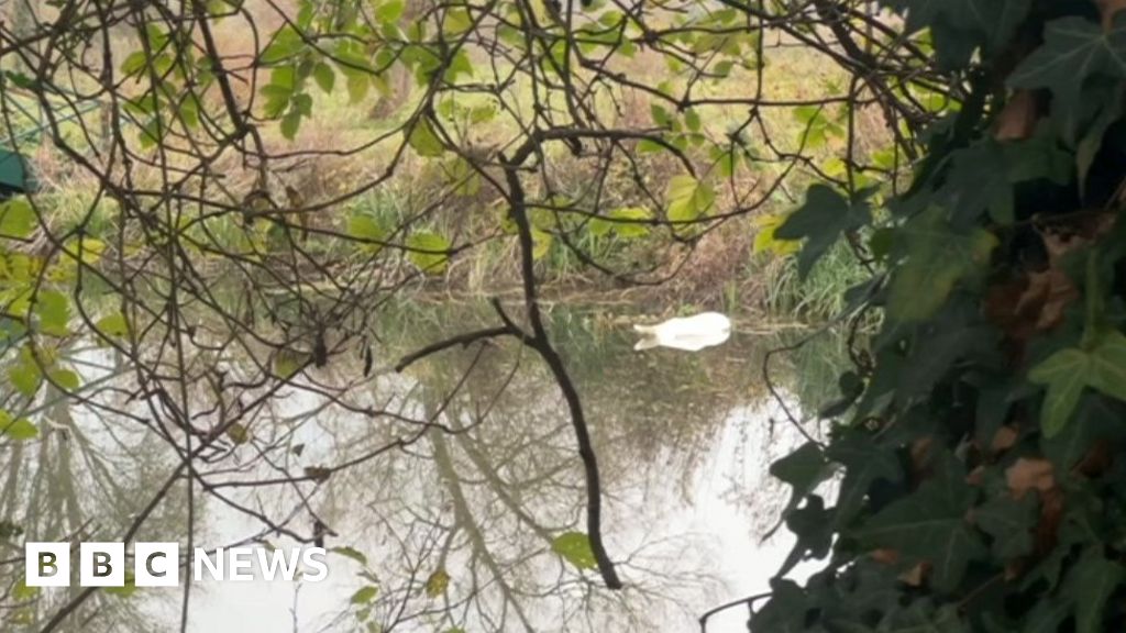 Bird Flu: Somerset birds of prey centre stuck in 'lockdown' - BBC News