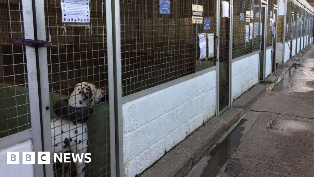 RSPCA shelter in Hull no longer able to house dogs BBC News