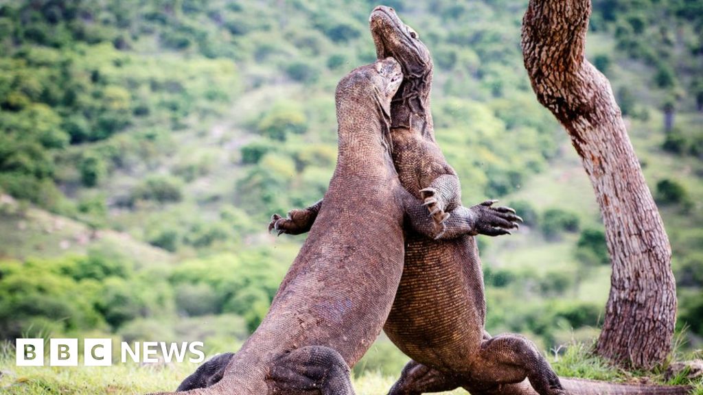 Komodo Tourists Must Pay 1 000 To Enter Dragon Island c News