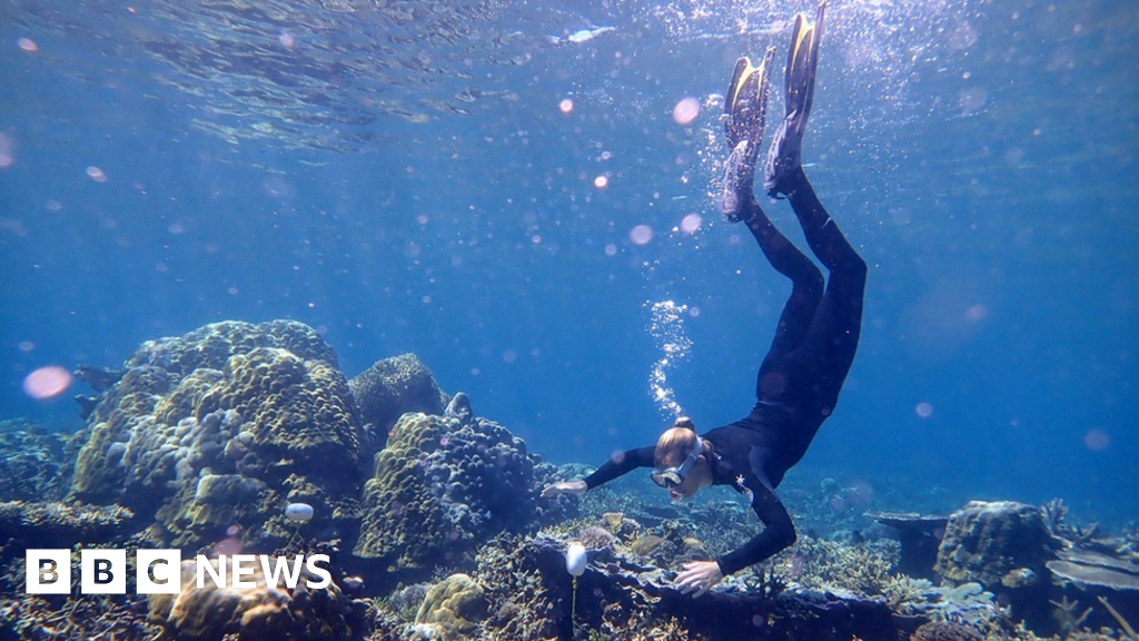 Fish ‘whoops and growls’ recorded on restored reef