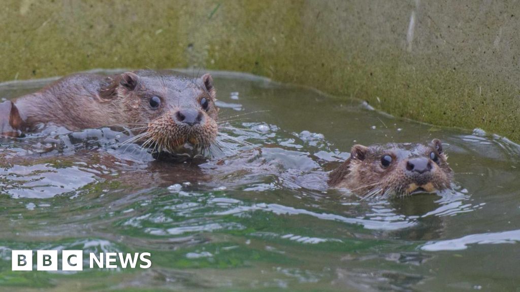 Abandoned otters found in Shropshire released back into wild