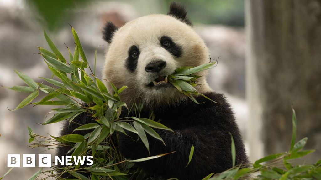 Чифт големи панди от Китай скоро ще бъдат настанени в