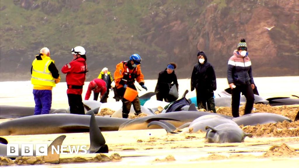 More than 40 pilot whales dead in mass stranding on Lewis