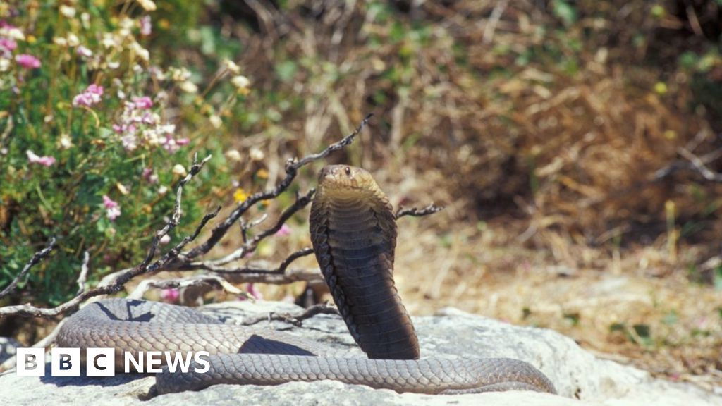 King cobra kept as pet escapes from Florida home - BBC News