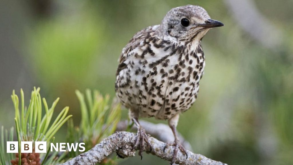 Glue bird traps: Macron suspends use amid EU row - BBC News