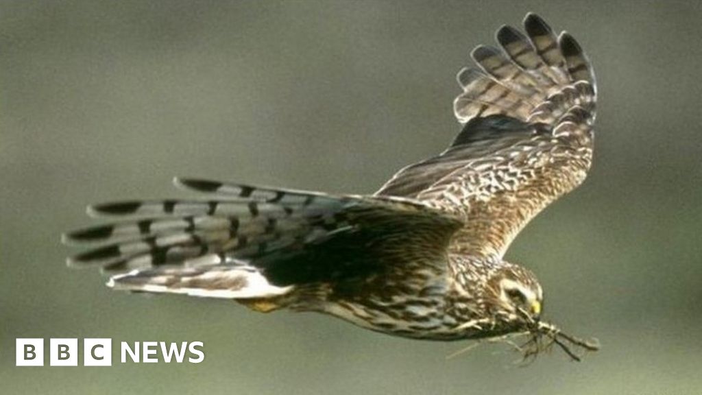 Hen harriers tracked with satellite tags - BBC News