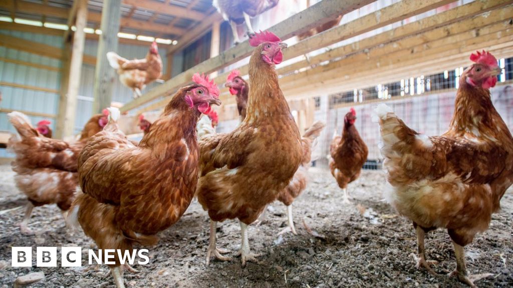 Avian flu outbreak identified at Shobdon poultry farm 
