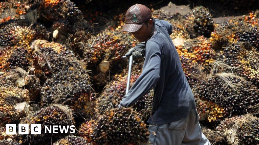 Us Bans Malaysian Palm Oil Producer Over Forced Labour Bbc News