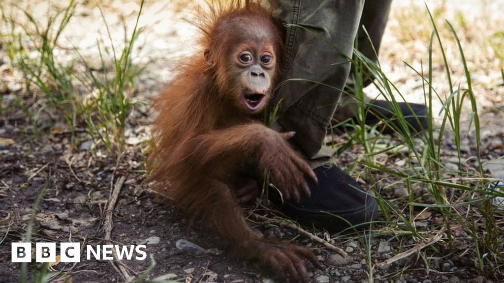 Saving The Orangutans Of Sumatra - BBC News