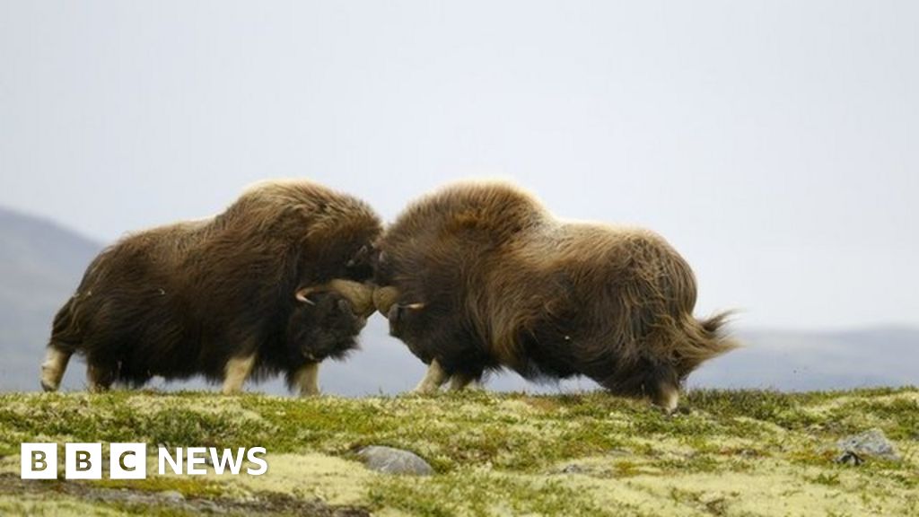 conflict-and-survival-biology-photo-award-bbc-news