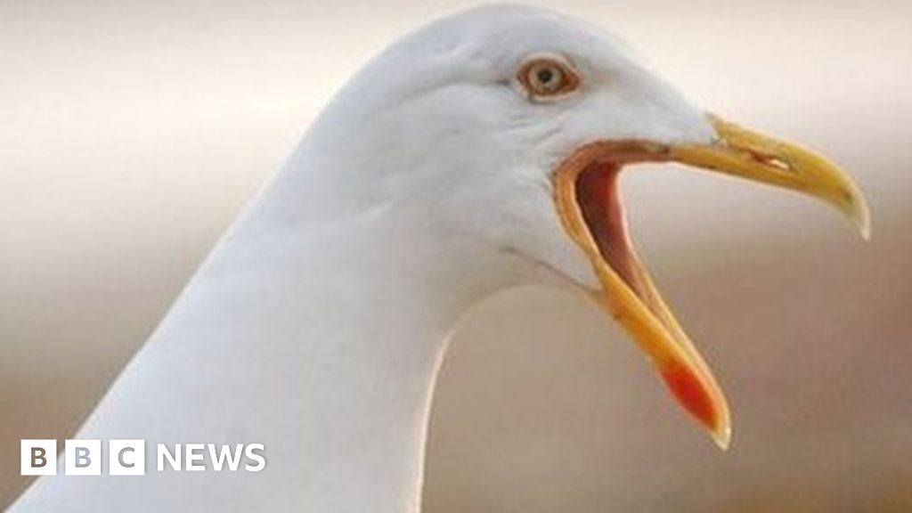 Seagull attacks trigger call for national 'gull summit' - BBC News