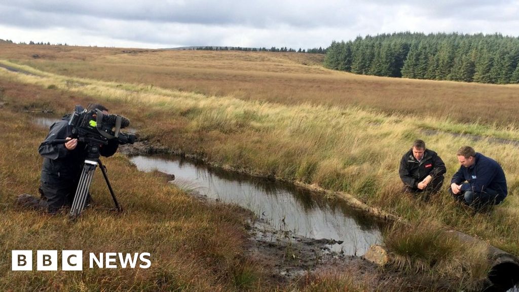 Northern Ireland bogs Five year conservation plan BBC News