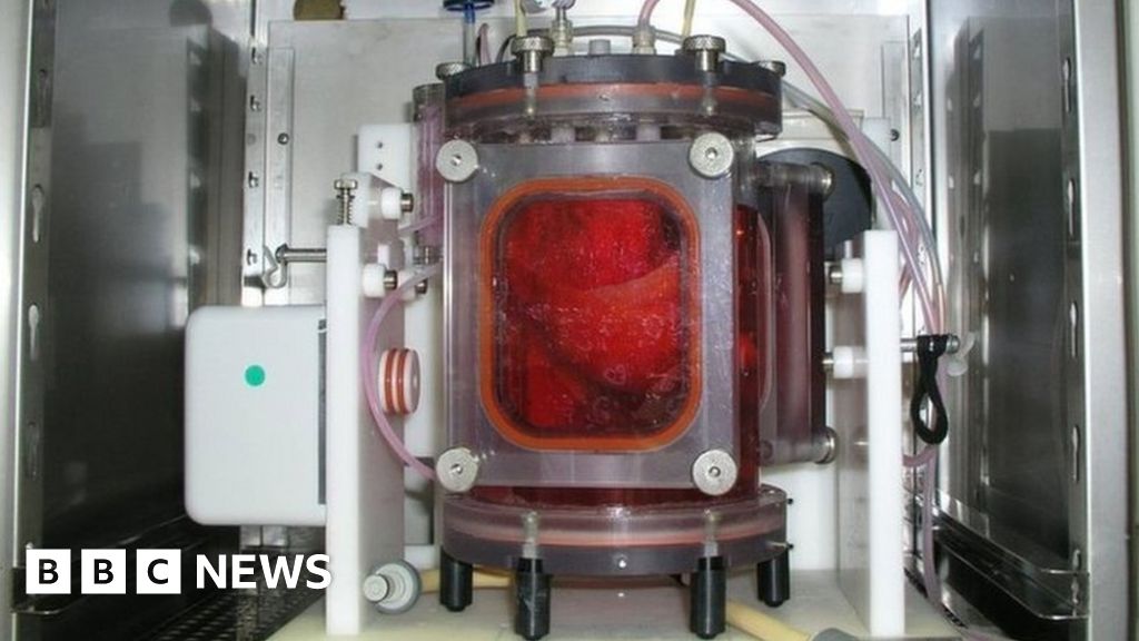 Engineered pig lung transplant 'success'