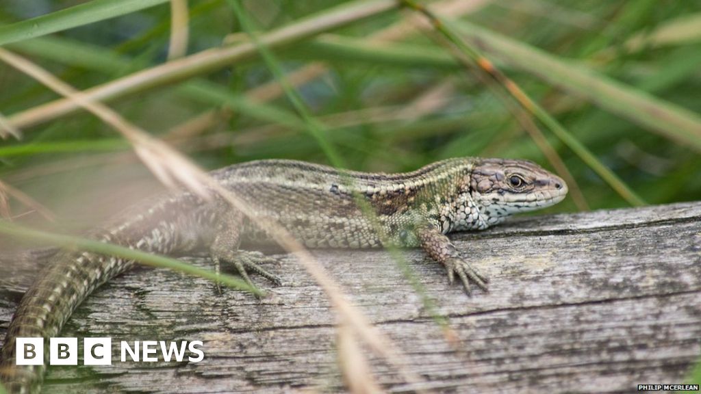 Slievenacloy Nature Reserve lizards adapt for NI climate - BBC News