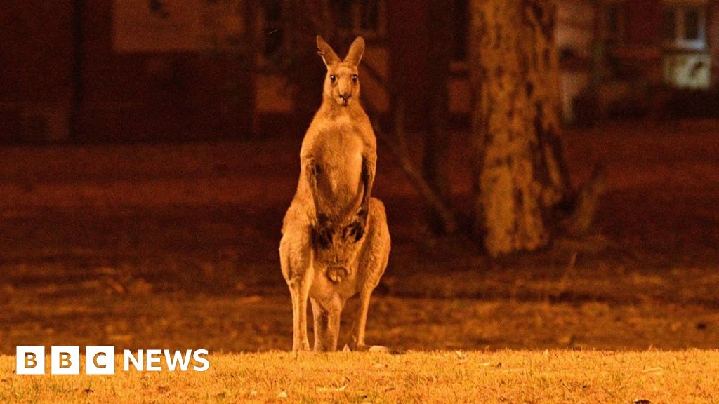 Australia's fires 'killed or harmed three billion animals' - BBC News