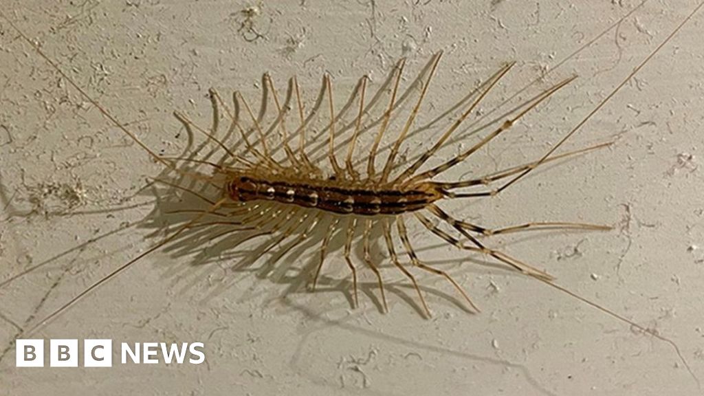 Rare and venomous centipede found in Nottinghamshire for first time
