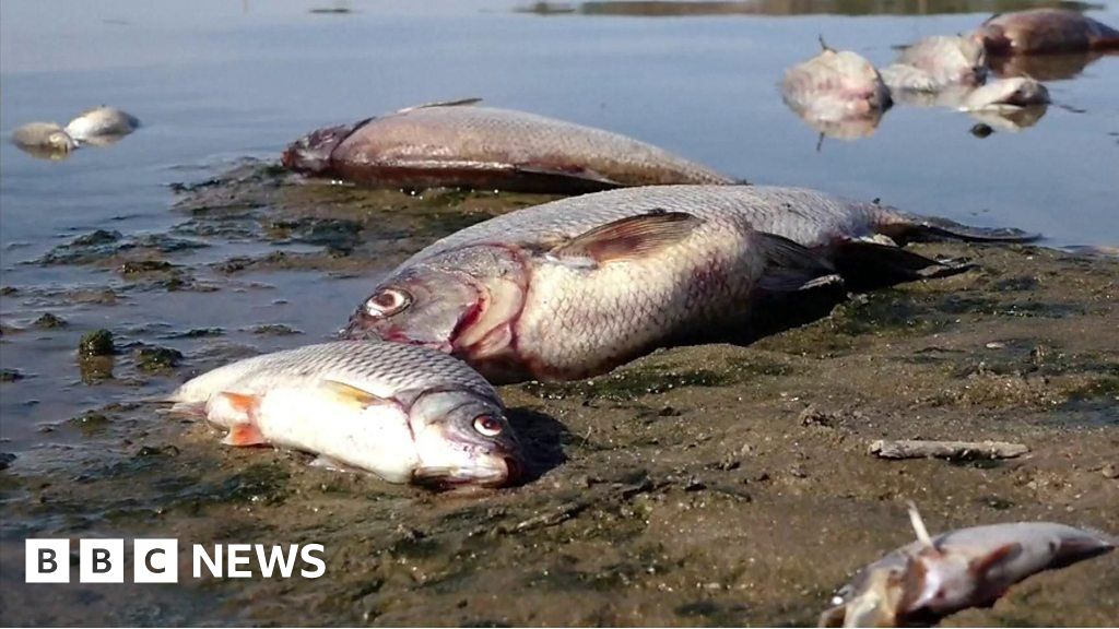 Tonnes of fish found dead in German-Polish river