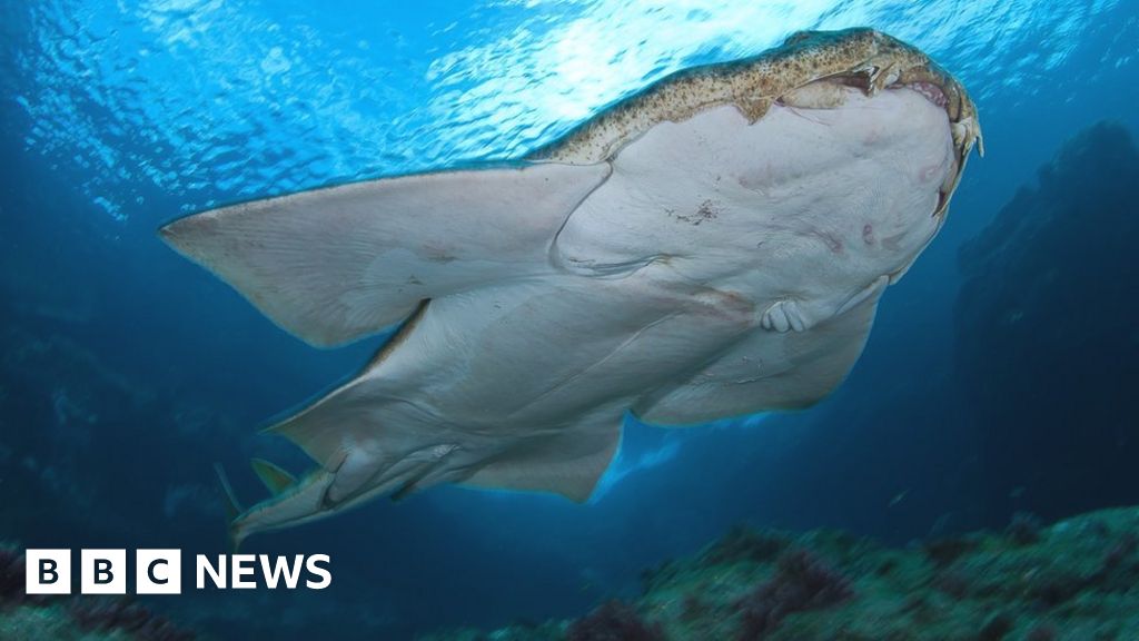 Ancient ultra-rare angel sharks with strange 'flat' bodies found