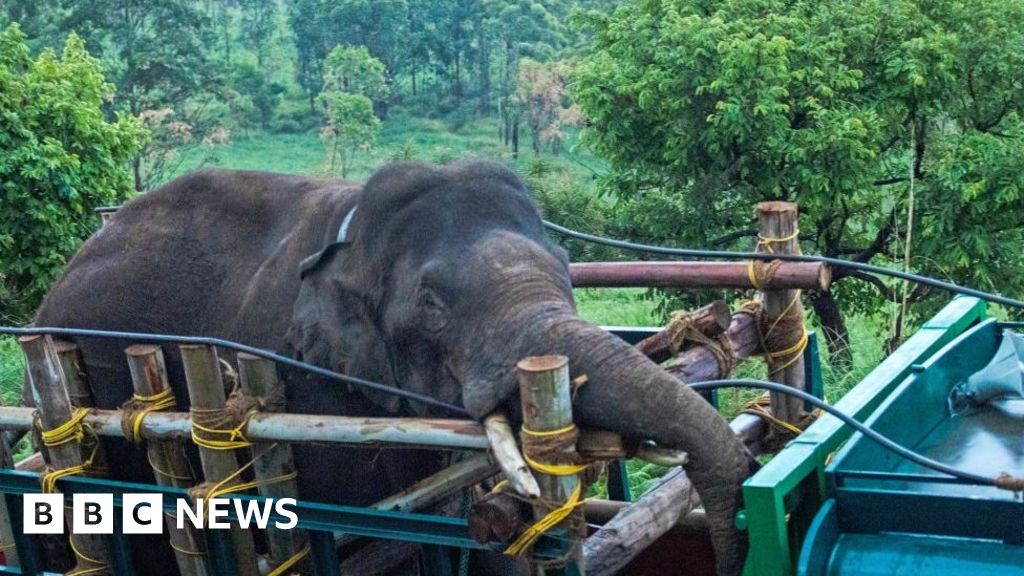 Arikumban: El elefante indio ‘asesino’ ha sido trasladado a la Reserva de Tigres