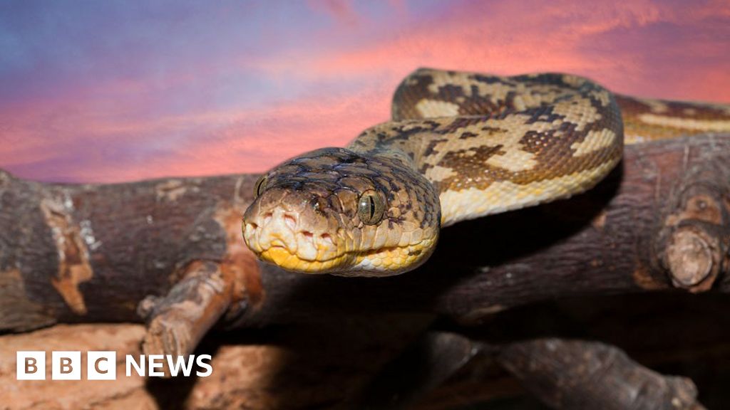 Indonesian woman's body found dead inside python, say reports