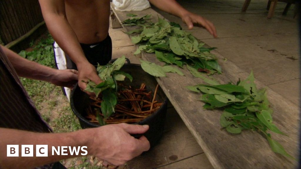 Could Psychedelic Drug Ayahuasca Have Health Benefits Bbc News