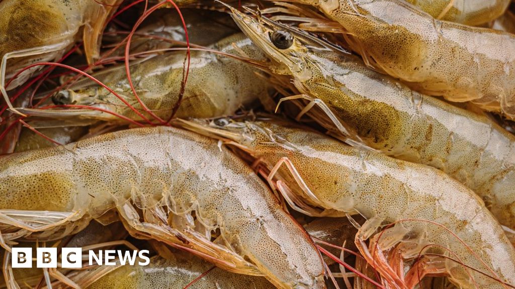Can technology clean up the shrimp farming business?