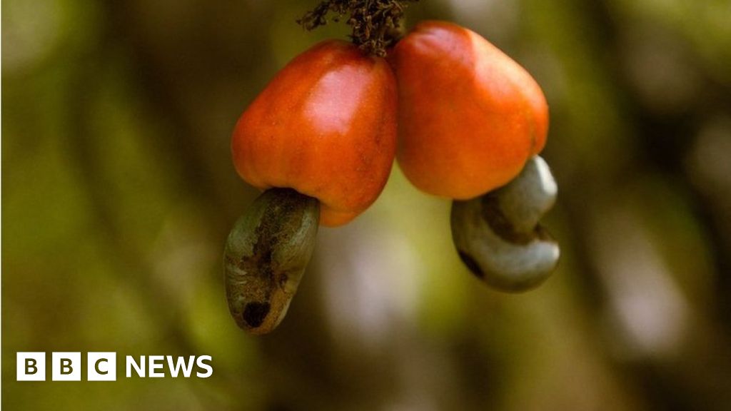 Cashew nuts are Guinea-Bissau's biggest export crop but times are tough for farmers, as photojournalist Ricci Shryock reports. Alciony Fernandez 
