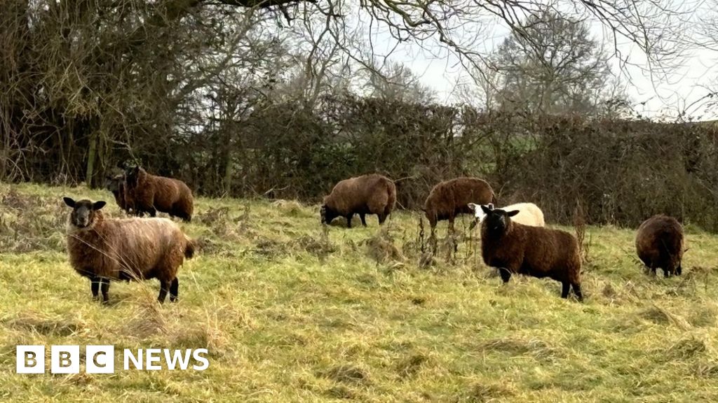 Police launch investigation after 13 sheep are padlocked in Crick field 