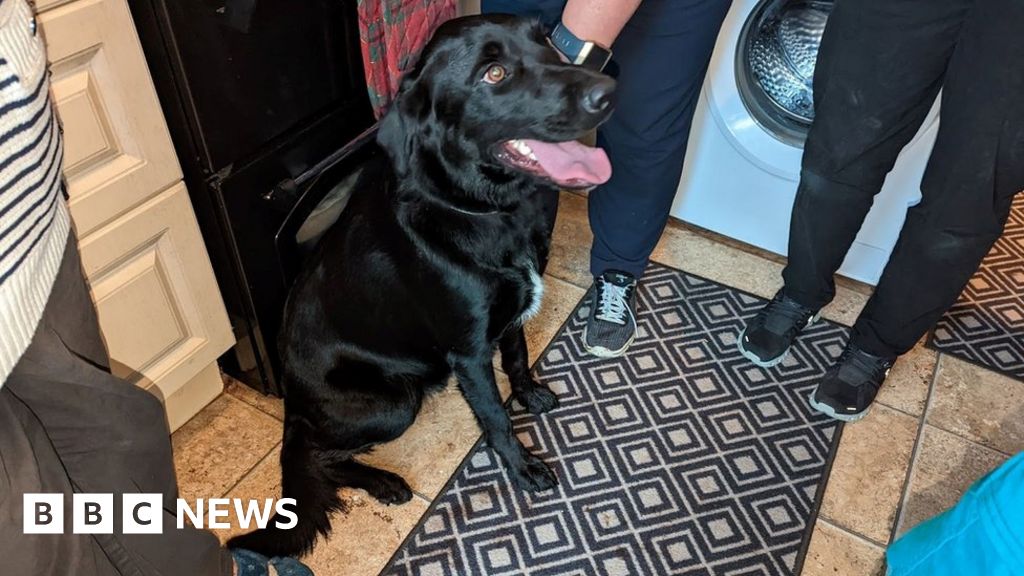 Hampshire labrador rescued after falling into deep sewer - BBC News