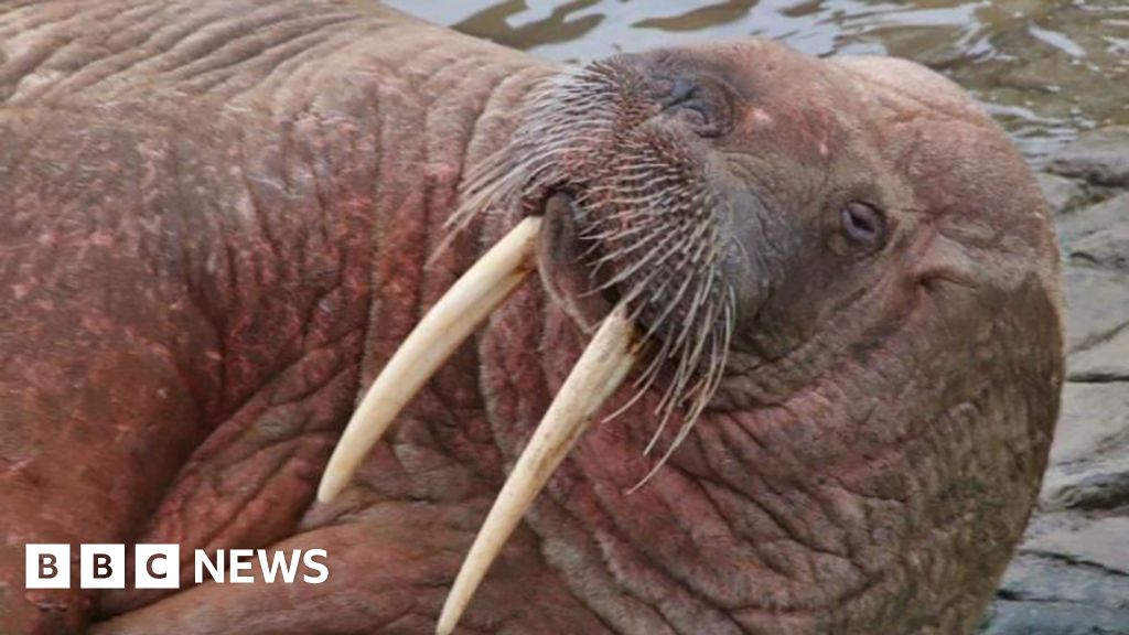 Scarborough: Rare walrus sighting draws huge crowds to harbour