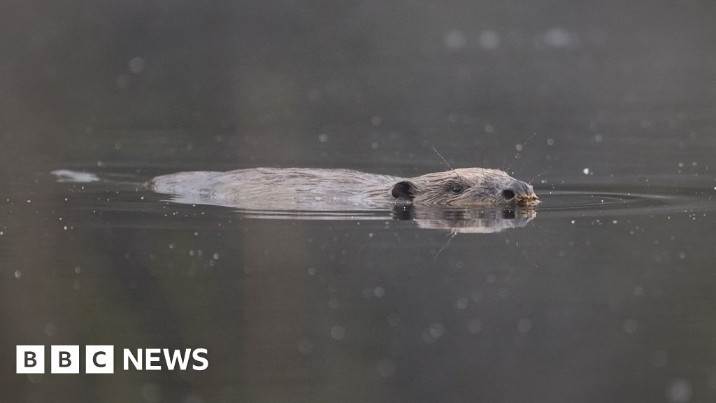 Row over illegal beaver family found near Beauly