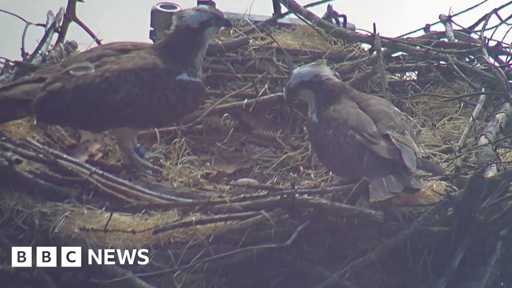 Shocking news from the Brenig Osprey Project