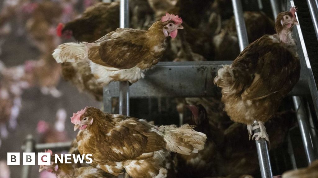 Bird flu Netherlands culls 190,000 ducks BBC News