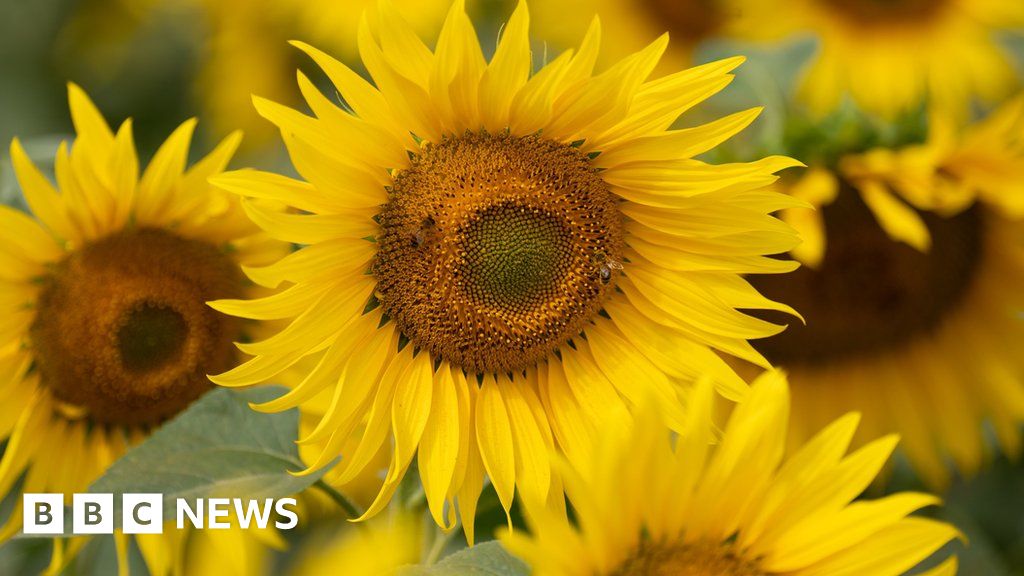 Hayling Island Sunflower Farms Plea Over Naked Photo Shoots Published