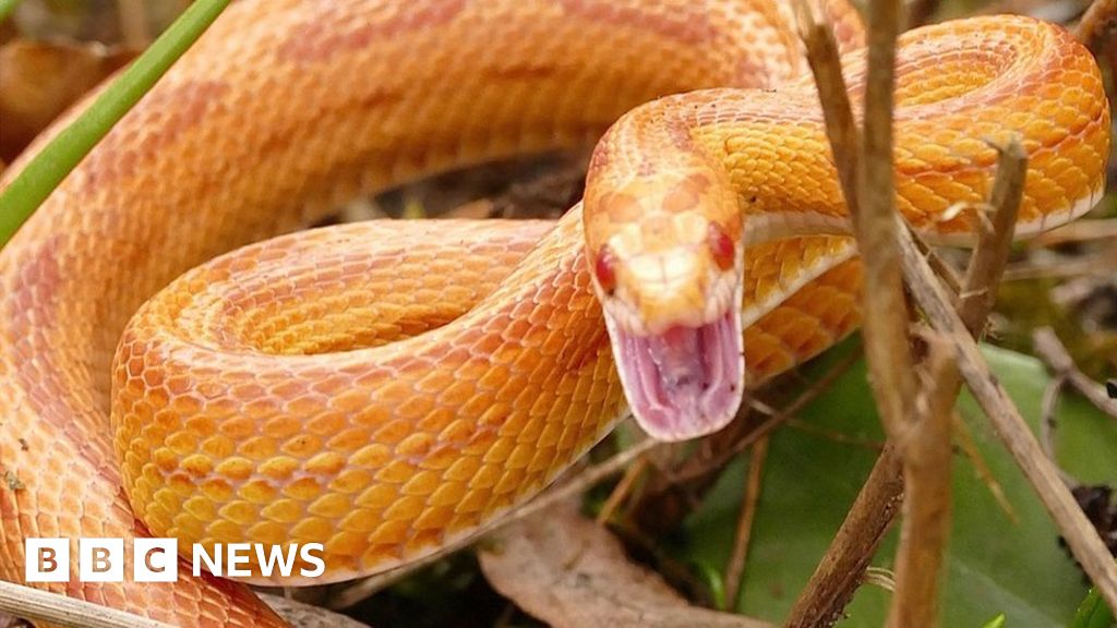 clearwater news snake escape