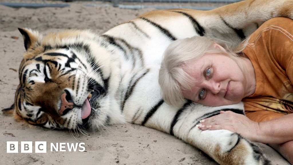 Does The Us Have A Pet Tiger Problem Bbc News