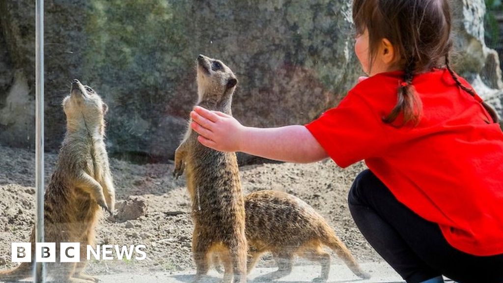 Meerkats to be housed at Edinburgh children's hospital