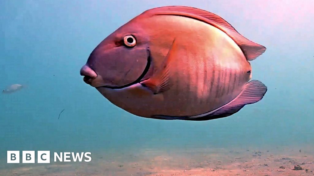 An underwater webcam in the port of Miami has become a lockdown sensation.