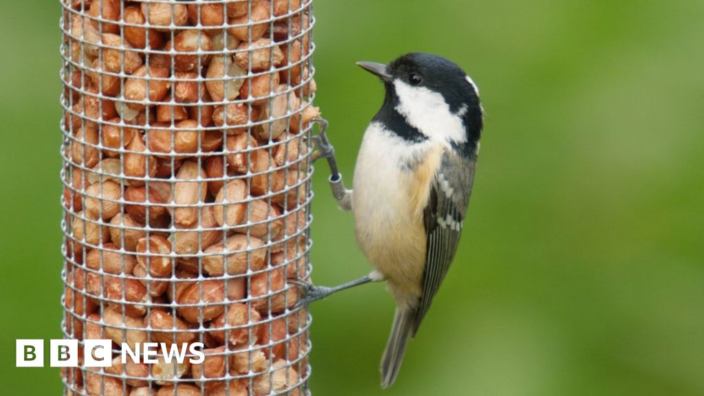 Big Garden Birdwatch: The winners and losers over 40 years