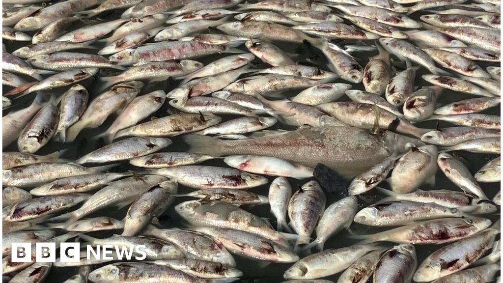 Menindee: Millions of dead fish wash up near Australian town