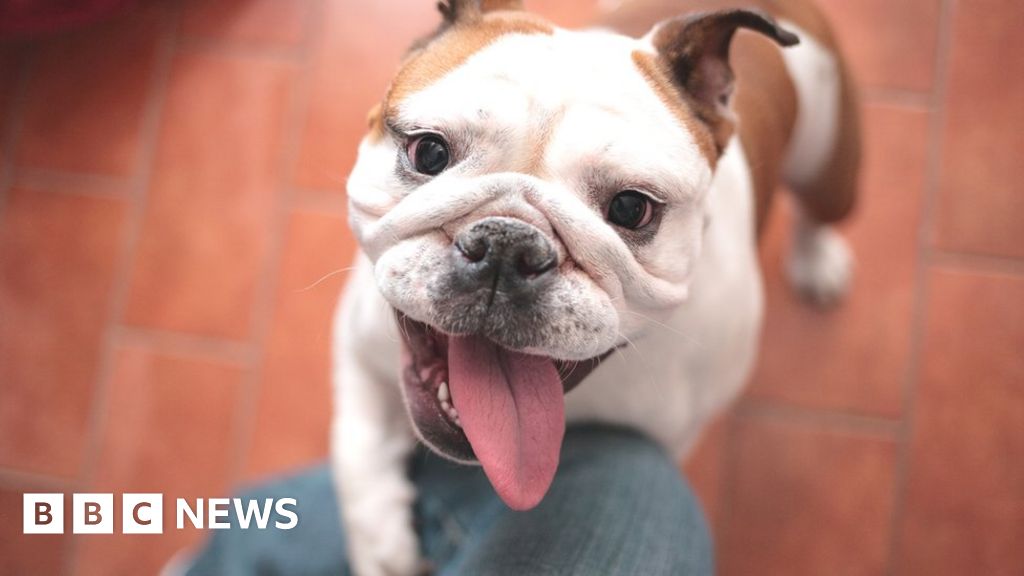 Dog health: Don’t buy a bulldog until breed is reshaped, vets plead