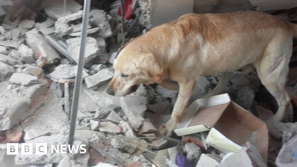 Ecuador Earthquake Rescue Dog Dies After Saving People Trapped Under 