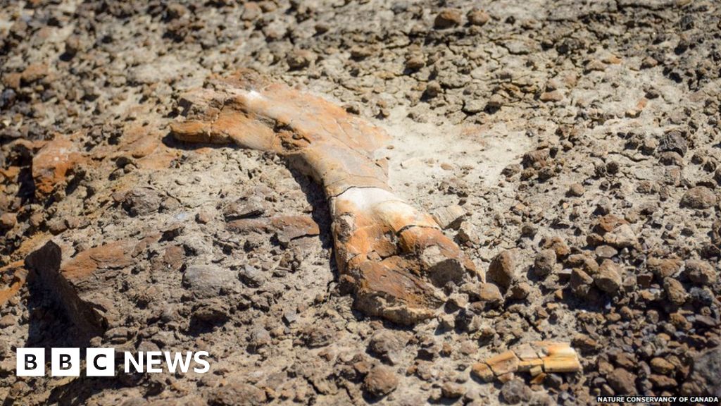 Boy, 12, discovers rare dinosaur skeleton